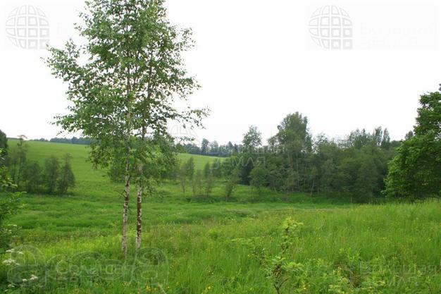 Участок 6 га в Зубцовском районе Тверской области для базы отдыха, усадьбы